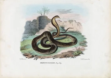 Egyptische cobra, 1863-79